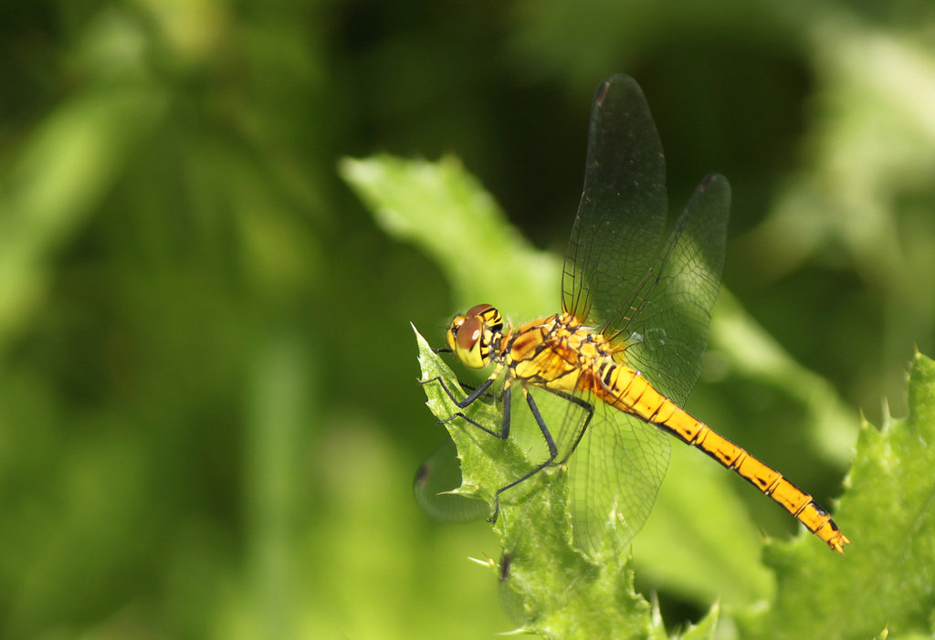 Ruddy Darter