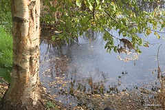 Autumn round the pond garden series