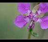 Diamond Clarkia: 149th Flower of Spring & Summer! (3 more pix below!)