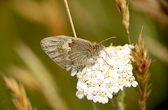 Odd Marked Small Heath?