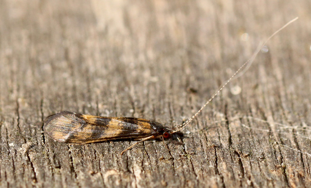 Grouse Wing Caddis