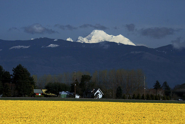 Mt. Baker and Skagit Valley Daffodils