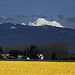 Mt. Baker and Skagit Valley Daffodils