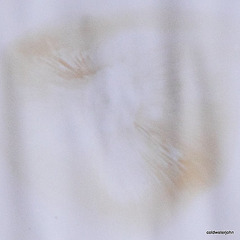 Lepista Nuda Spore Print 5203995346 o