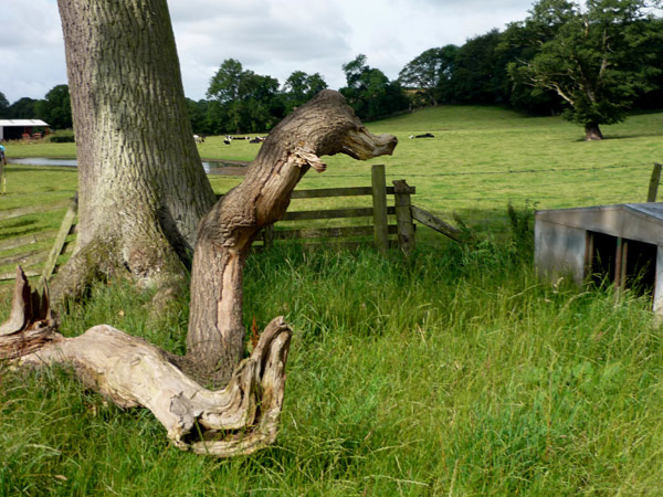 Natural sculpture