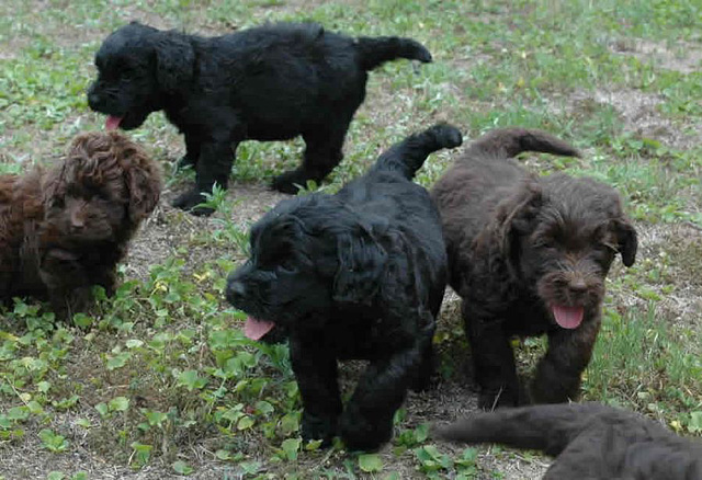 litter at 6 weeks