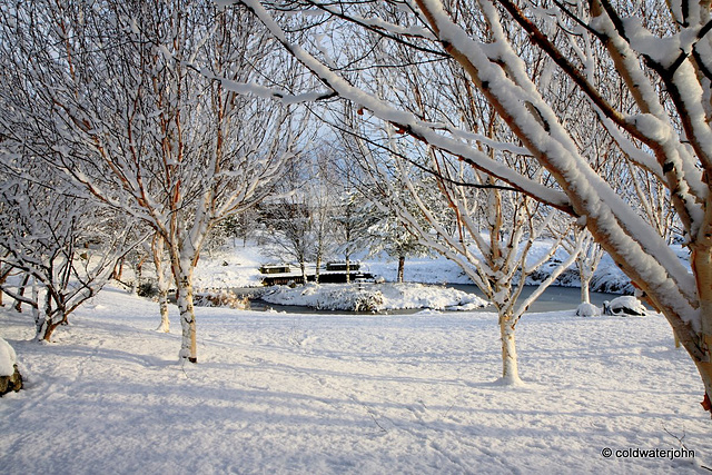 Sun and snow - garden walk Dec 10 2011