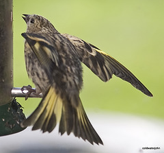 Young siskin begging niger seeds from its parent - the characteristic wing flutter just starting