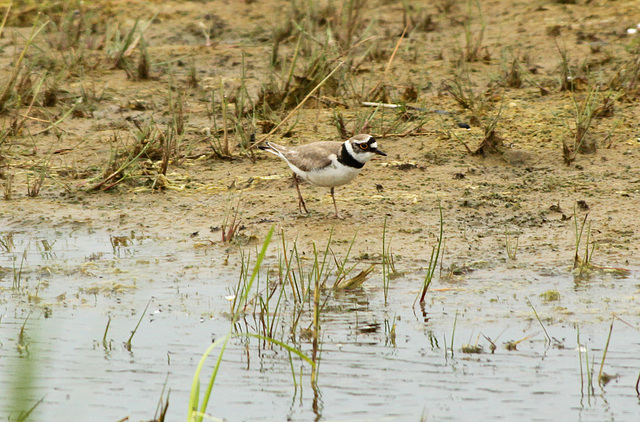 Ringed Plover