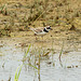 Ringed Plover