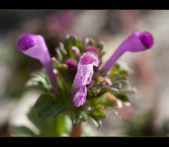 The 160th Flower of Spring & Summer: Henbit Deadnettle (2 pictures below)