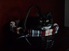 basket cat