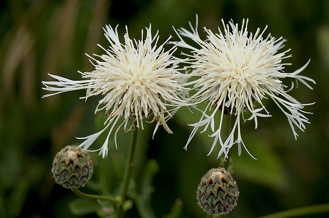 White Greater Knapweed