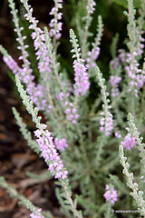 Flowering heathers in the courtyard rockery