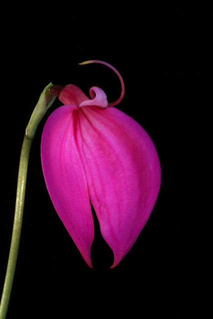 Masd. coccinea 'Dwarf Pink'