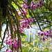 Sarasota Marie Selby Botanical Gardens 0ne of the finest in the USA with the world's largest living collection of orchids...