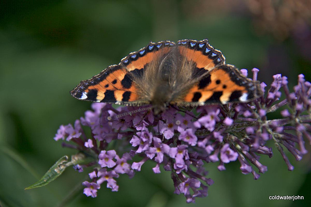 Small tortioseshell butterfly