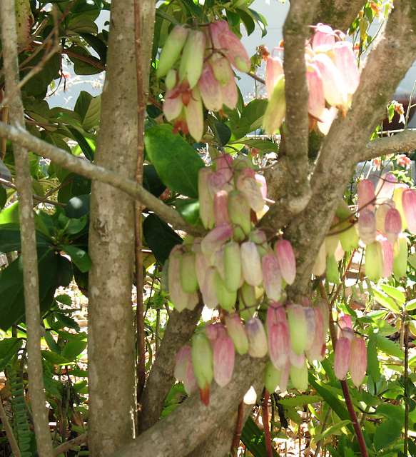 Kalanchoe