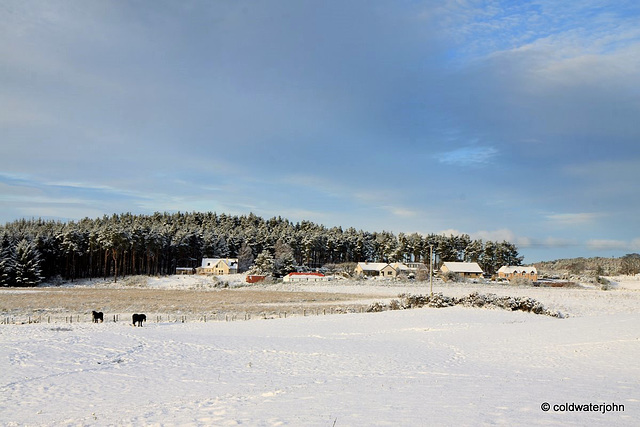 Sun and snow - garden walk Dec 10 2011