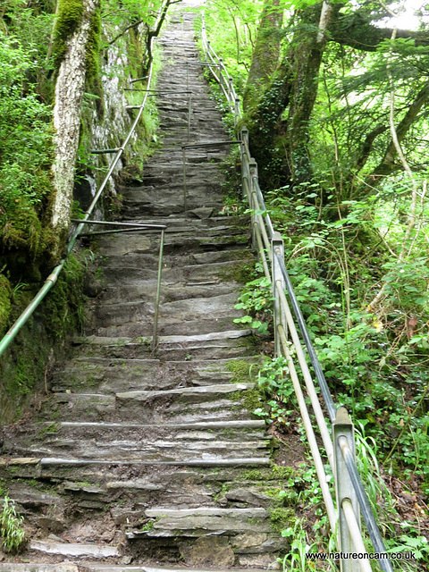 Jacobs Ladder