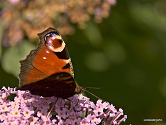 Peacock Butterfly