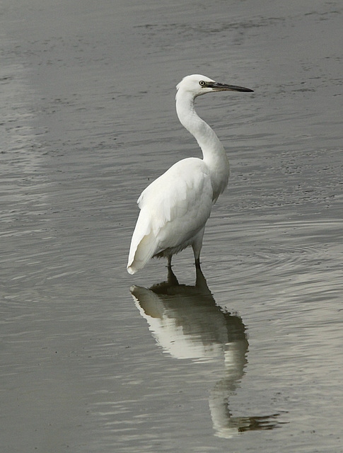 Little Egret Reflection