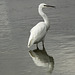 Little Egret Reflection