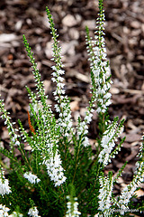 Flowering heathers in the courtyard rockery