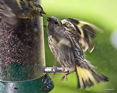 Young siskin begging niger seeds from its parent