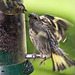 Young siskin begging niger seeds from its parent