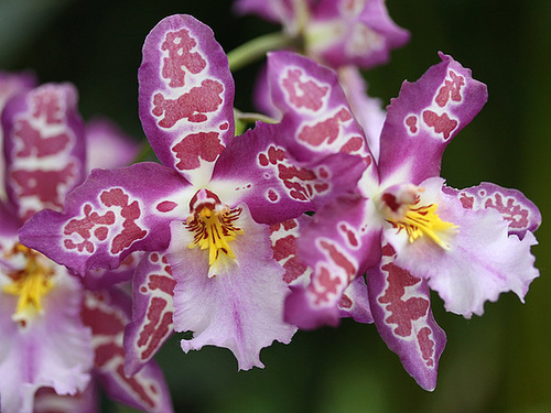 Orchids