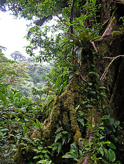 Reserva Biológica Bosque Nuboso - Monteverde