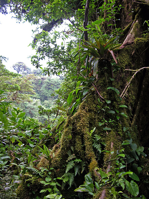 Reserva Biológica Bosque Nuboso - Monteverde