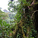 Reserva Biológica Bosque Nuboso - Monteverde