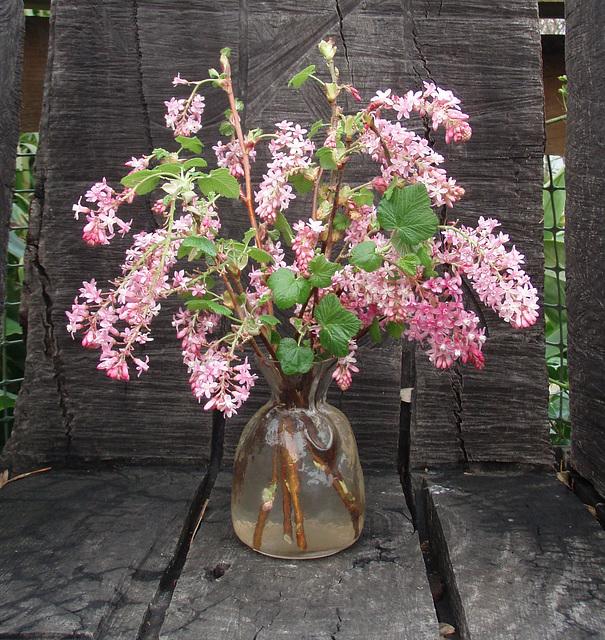 flowers from our garden