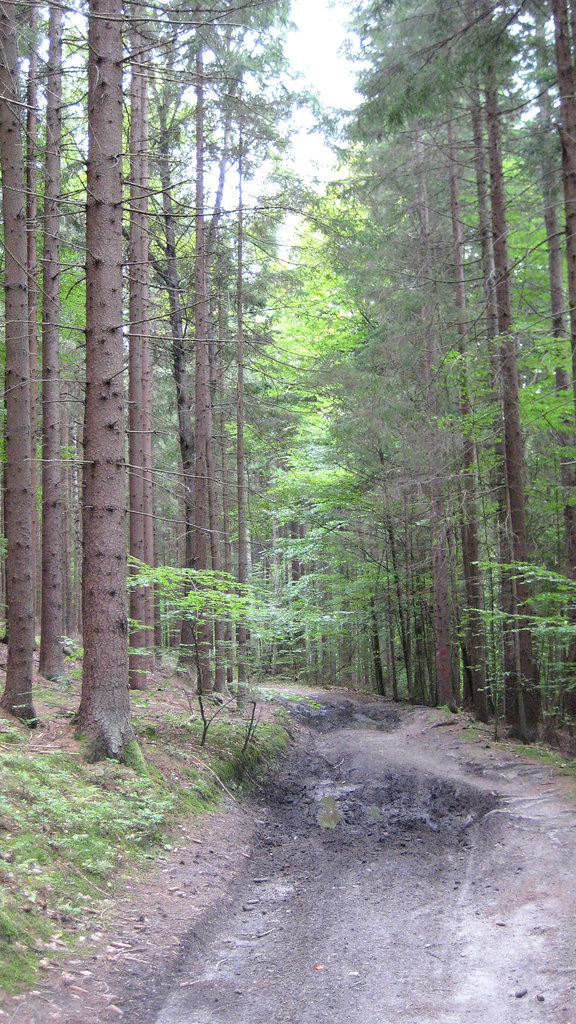 Unterwegs auf der Sattnitz