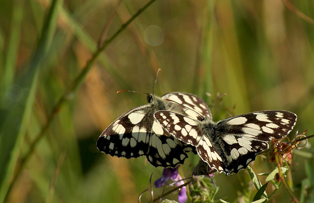 Amorous Marbled Whites