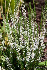 Flowering heathers in the courtyard rockery