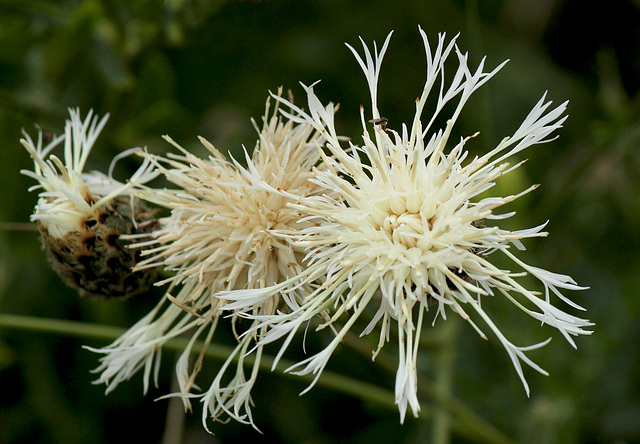 Greater Knapweed