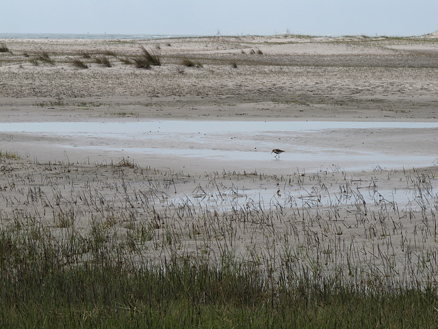 Bird Shoal