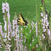 Tiger Swallowtail -