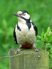 Gt S.Woodpecker