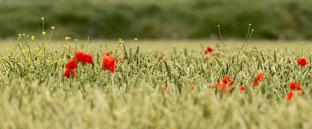 Poppy Corn Field