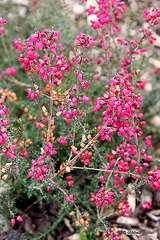 Flowering heathers in the courtyard rockery