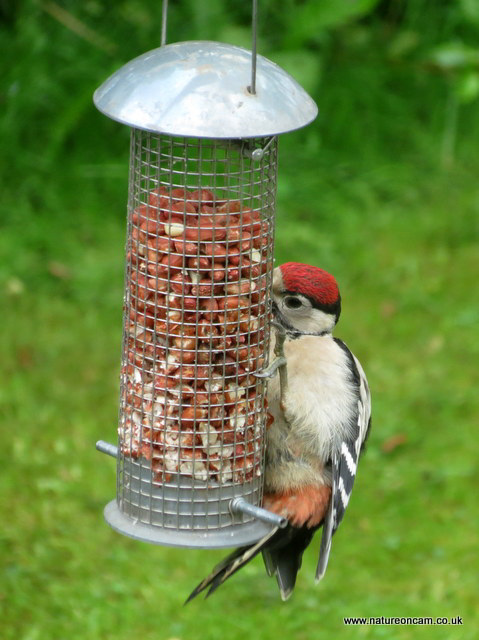 Juvenile G.S Woodpecker