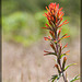 Wavy-Leaved Paintbrush: The 88th Flower of Spring & Summer!