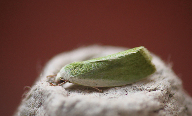 Cream-bordered Green Pea