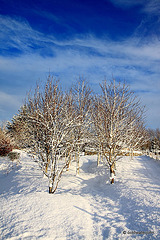 Sun and snow - garden walk Dec 10 2011