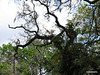 Sarasota Marie Selby Botanical Gardens 0ne of the finest in the USA with the world's largest living collection of orchids...