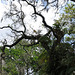 Sarasota Marie Selby Botanical Gardens 0ne of the finest in the USA with the world's largest living collection of orchids...